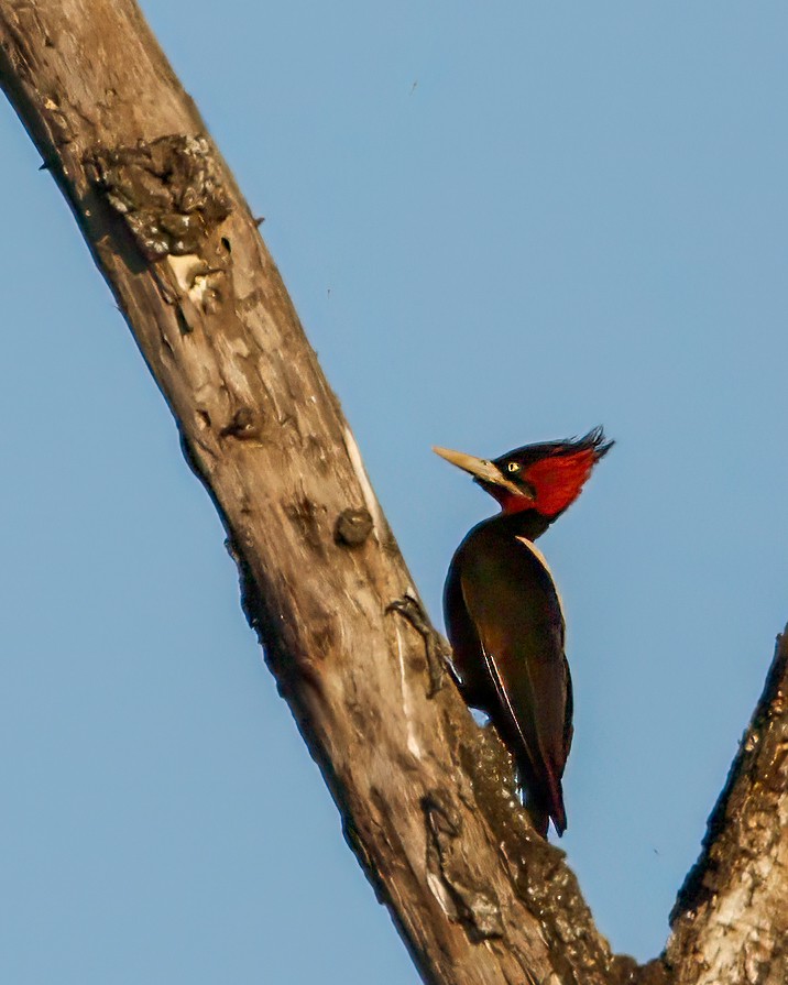 Cream-backed Woodpecker - Per Smith