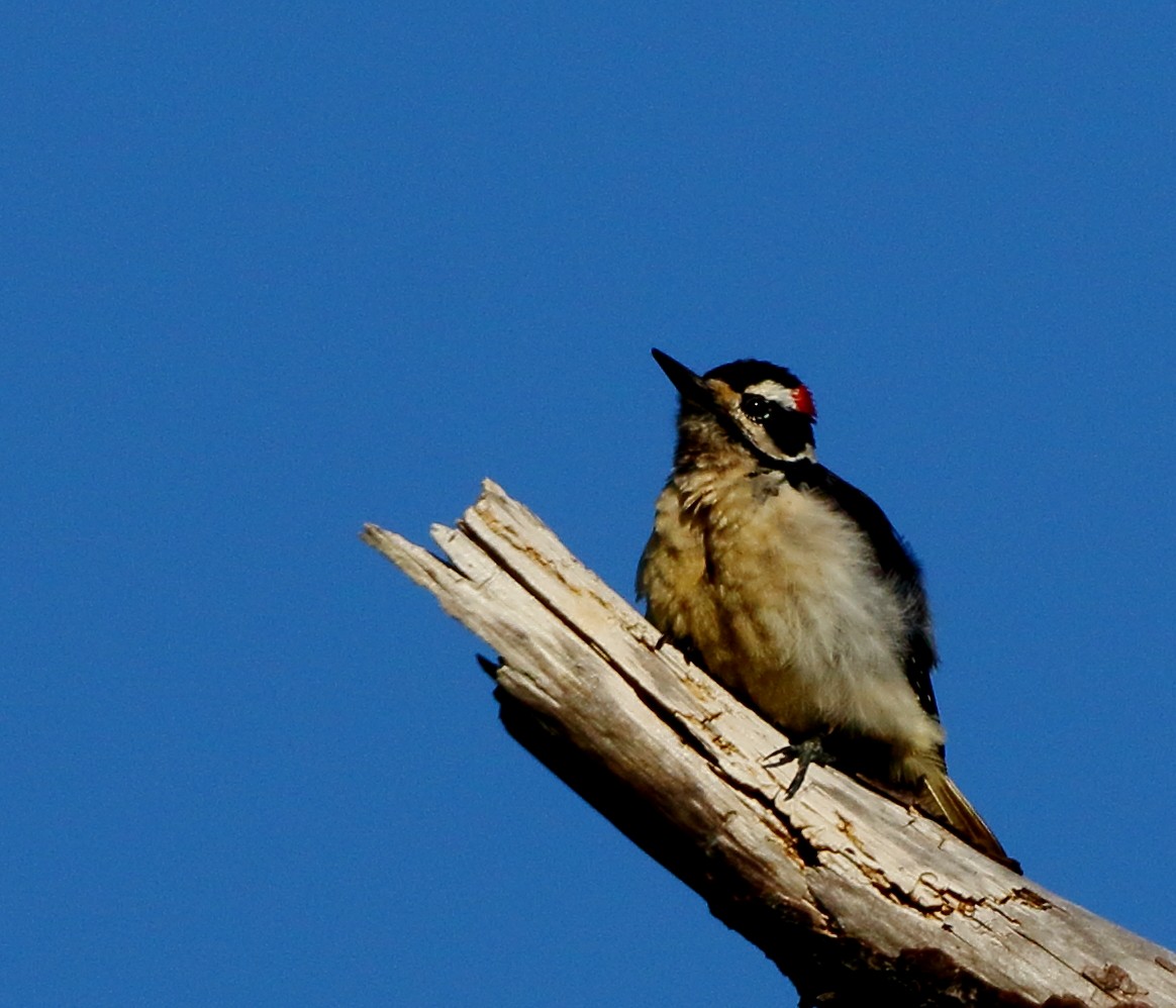 Hairy Woodpecker - ML618198863