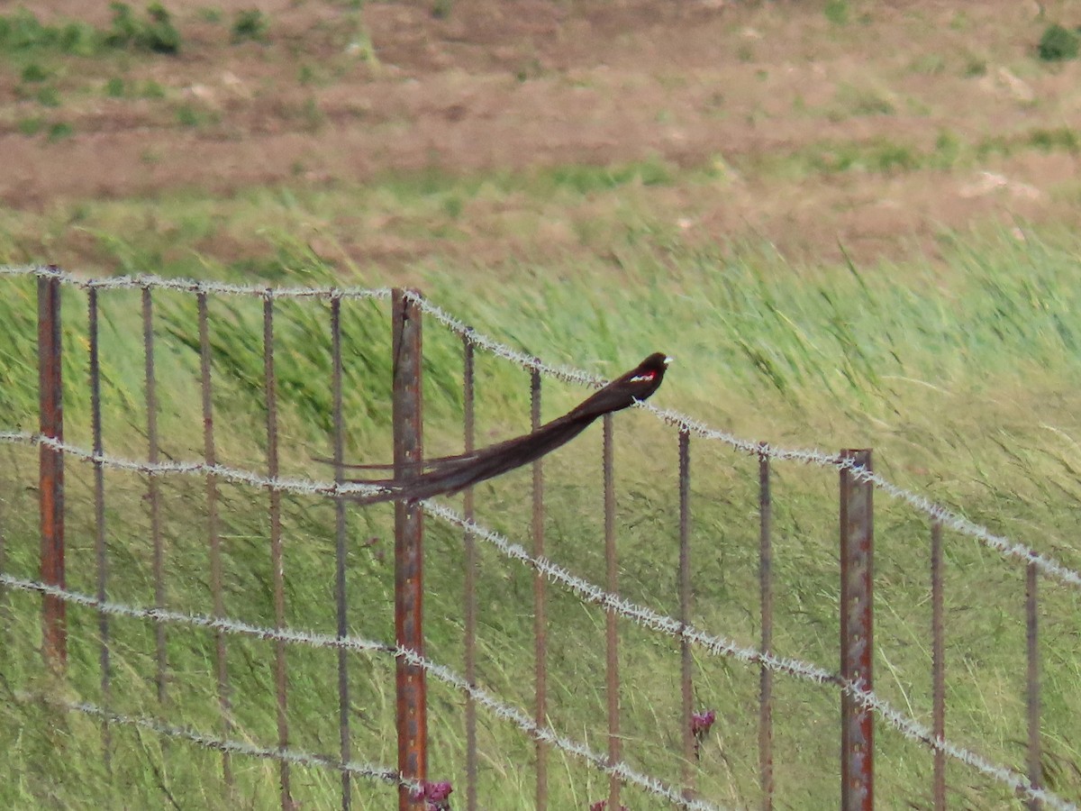 Long-tailed Widowbird - ML618198878