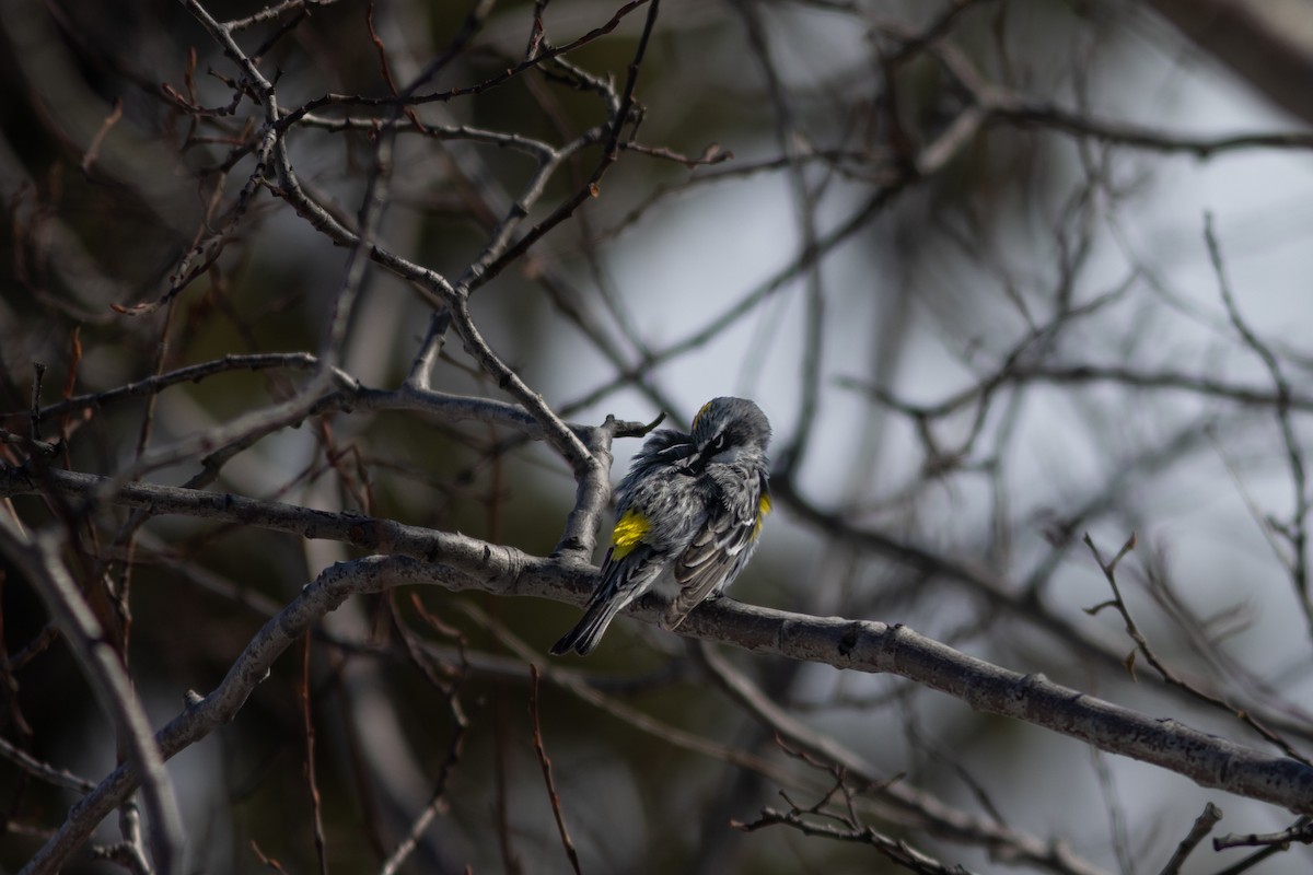 Yellow-rumped Warbler (Myrtle) - ML618198893
