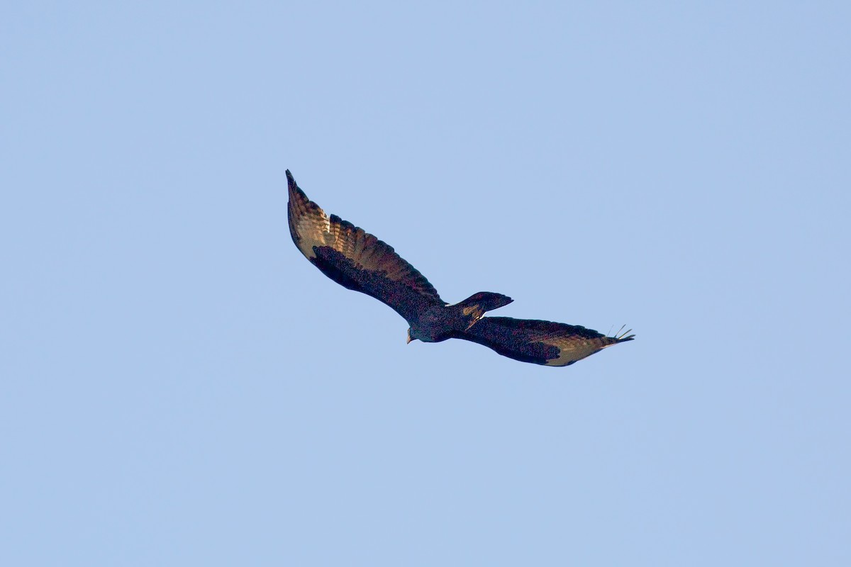 Кафрский орёл - ML618198901
