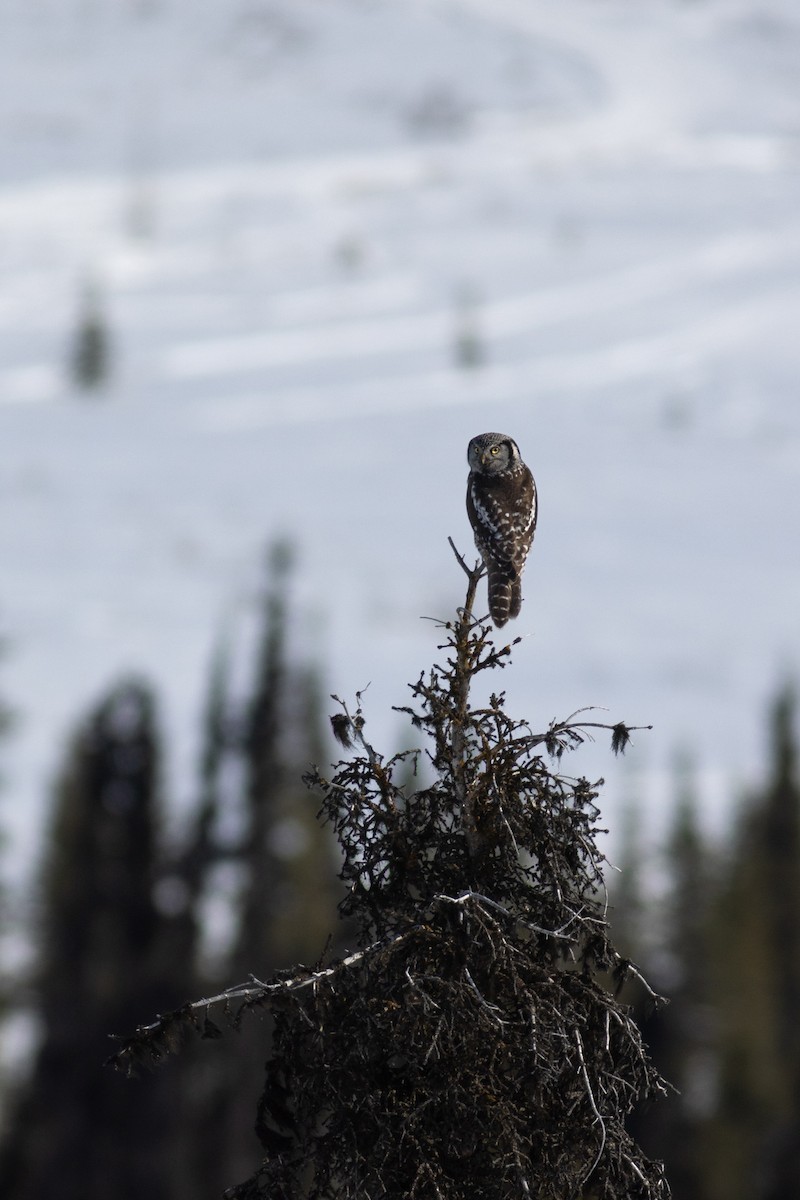 Northern Hawk Owl - Justin Saunders