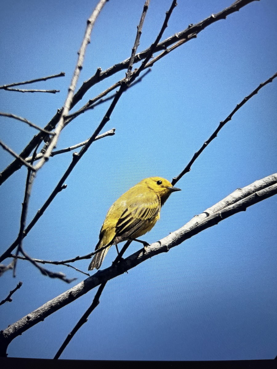 Yellow Warbler - ML618198968