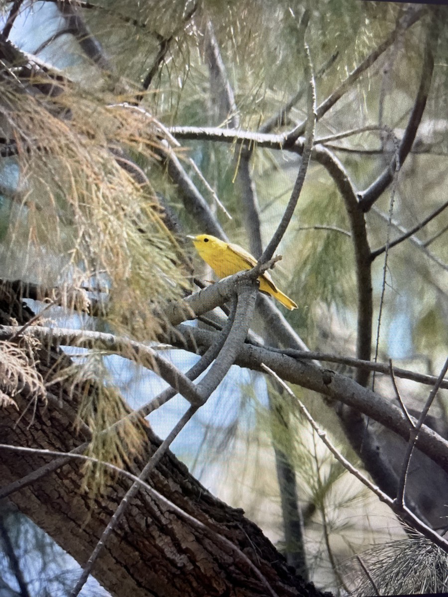 Yellow Warbler - ML618198969