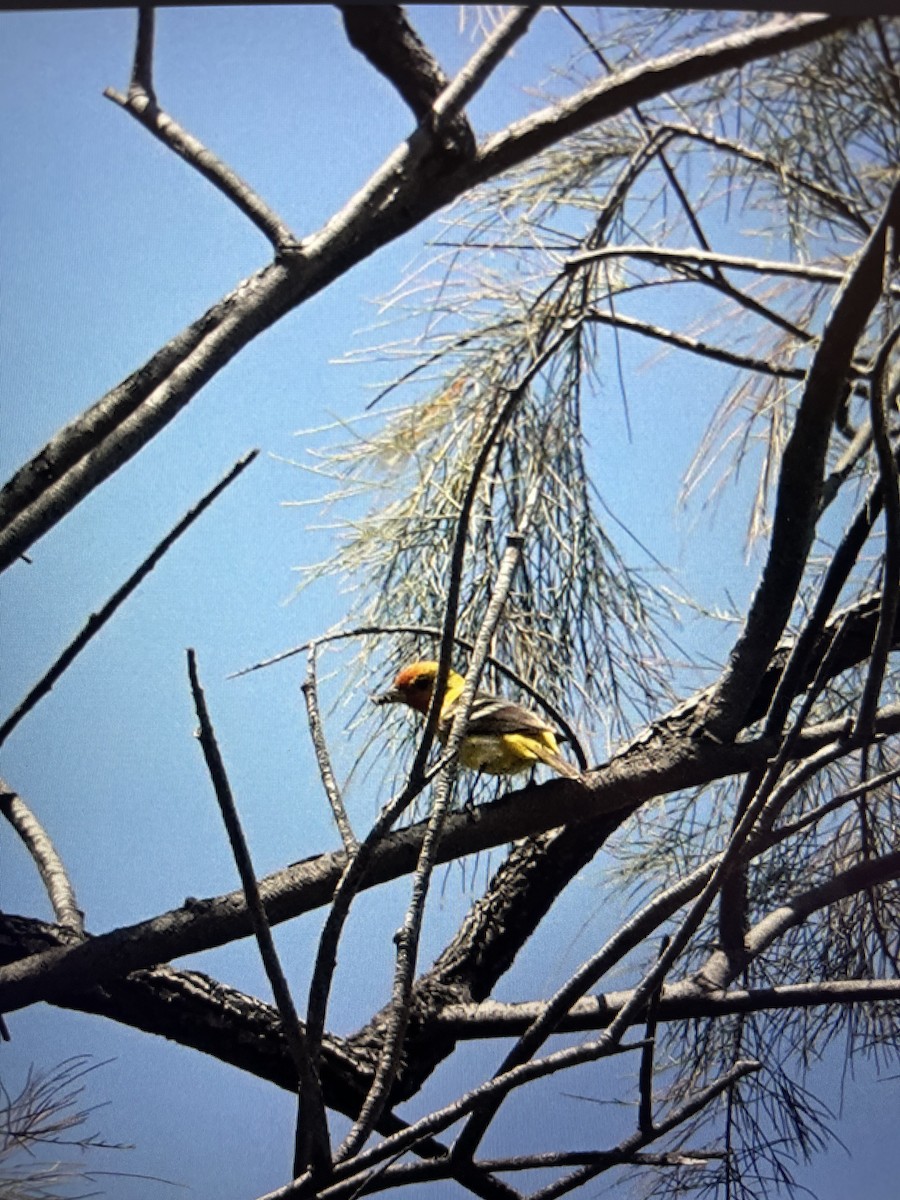 Western Tanager - ML618198970