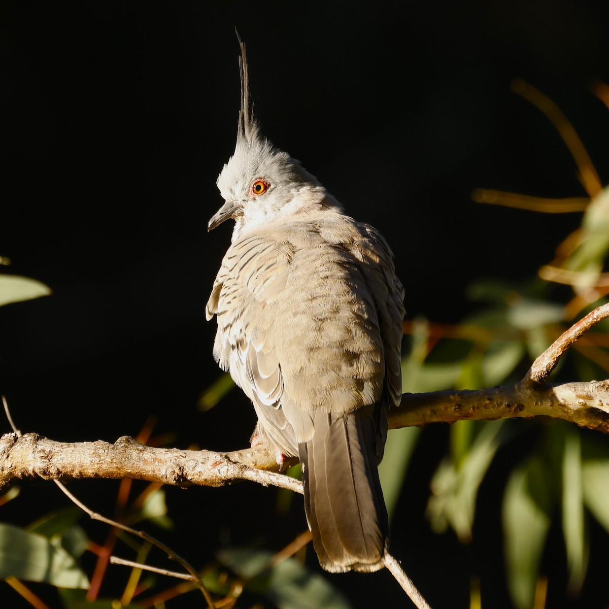 Crested Pigeon - ML618199049