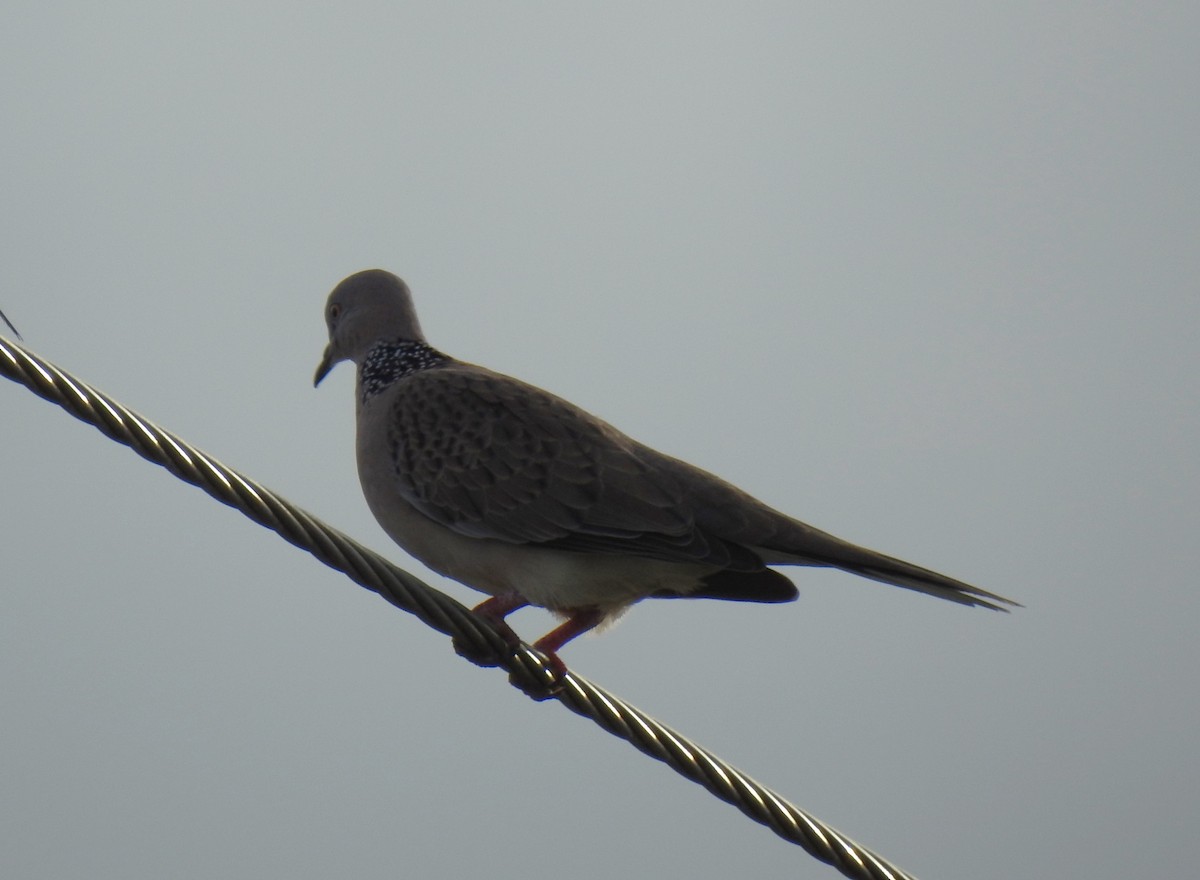 Spotted Dove - ML618199082