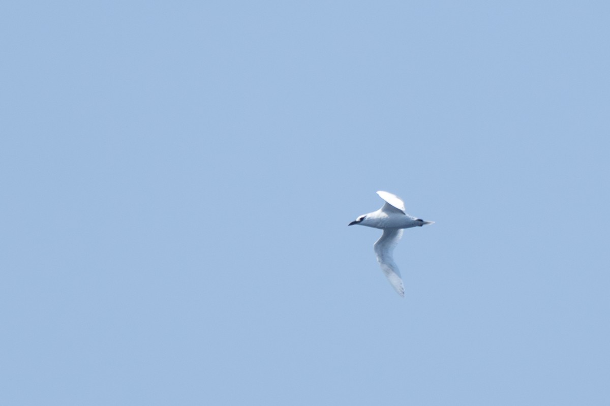 Red-tailed Tropicbird - ML618199098