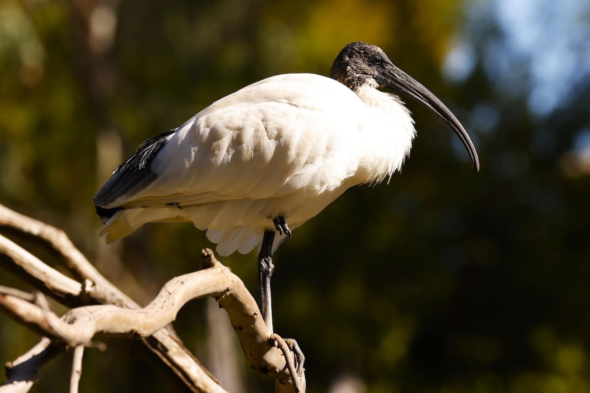 ibis australský - ML618199129