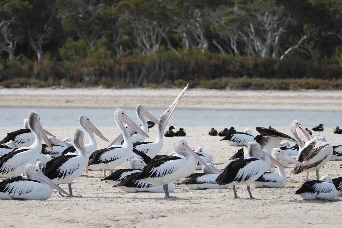 pelikán australský - ML618199138