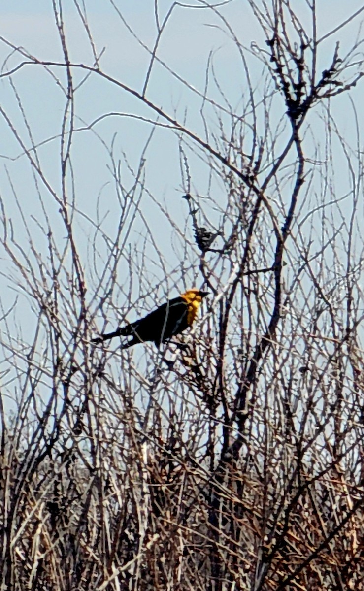 Yellow-headed Blackbird - ML618199140
