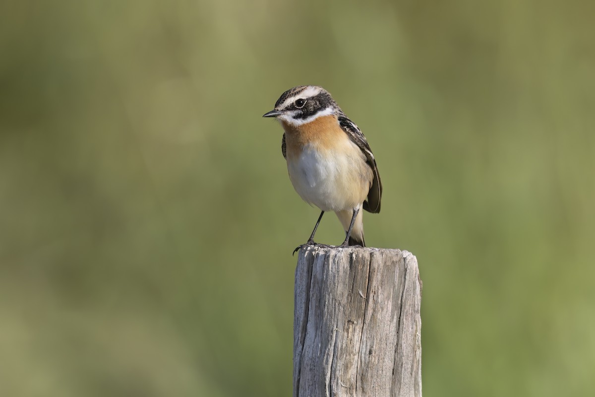 Whinchat - ML618199172