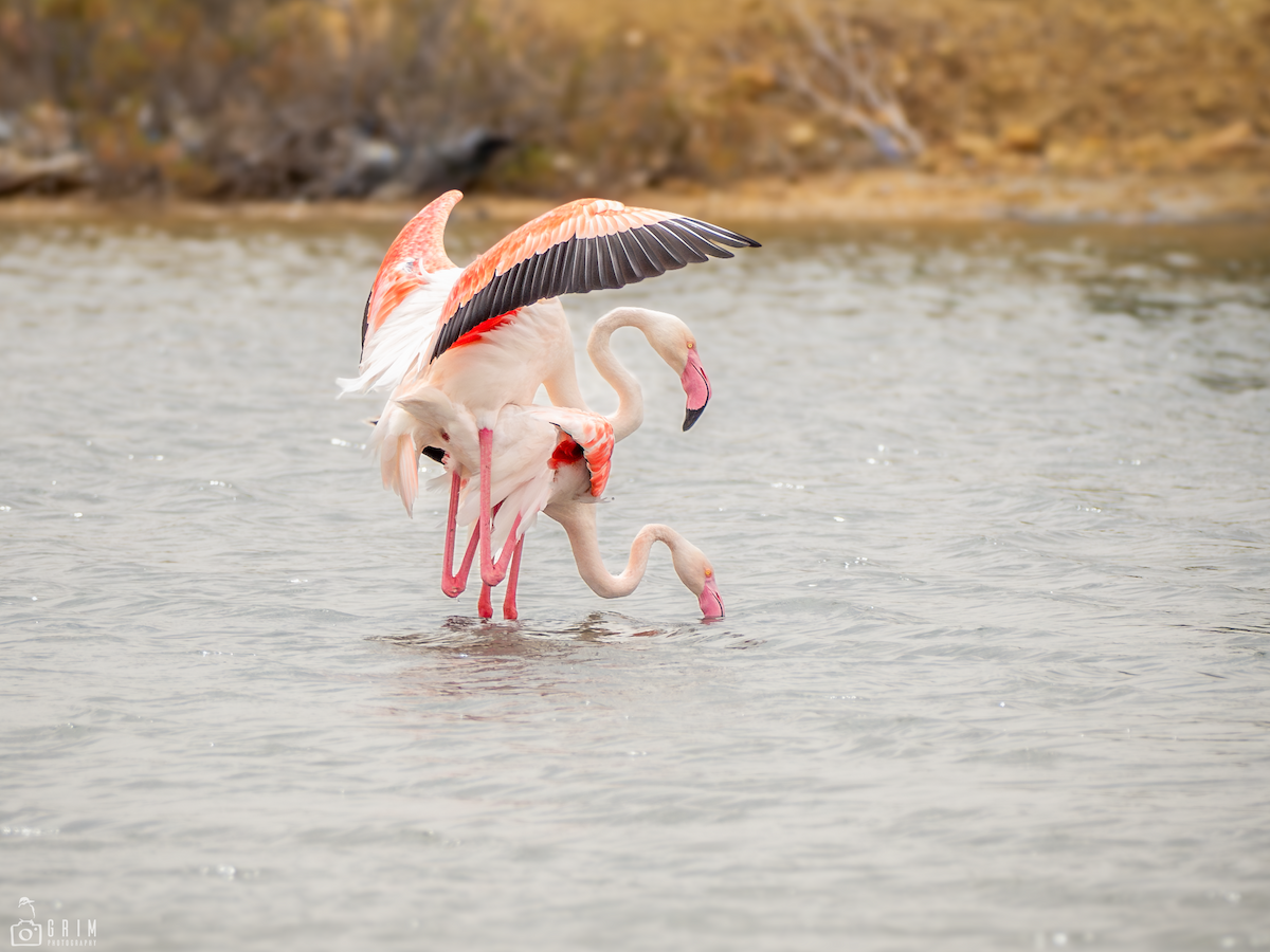 Greater Flamingo - Robert Grim