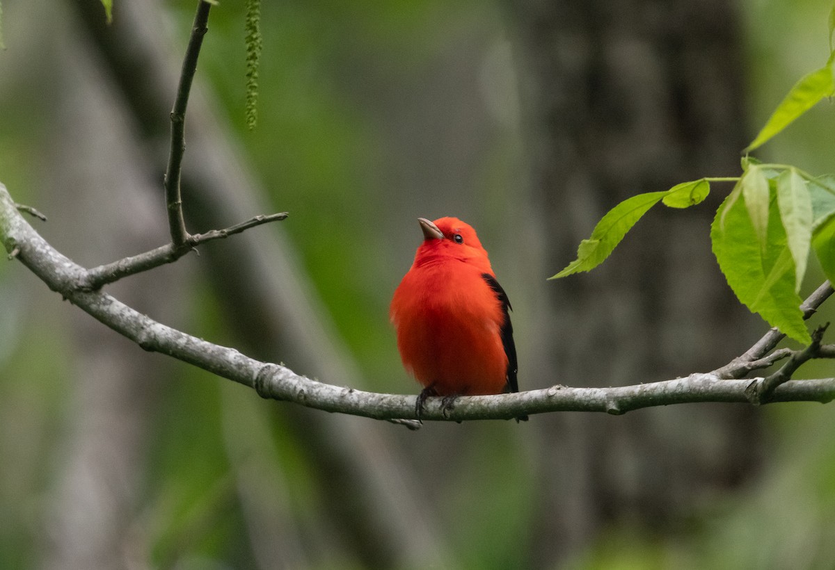Scarlet Tanager - ML618199210
