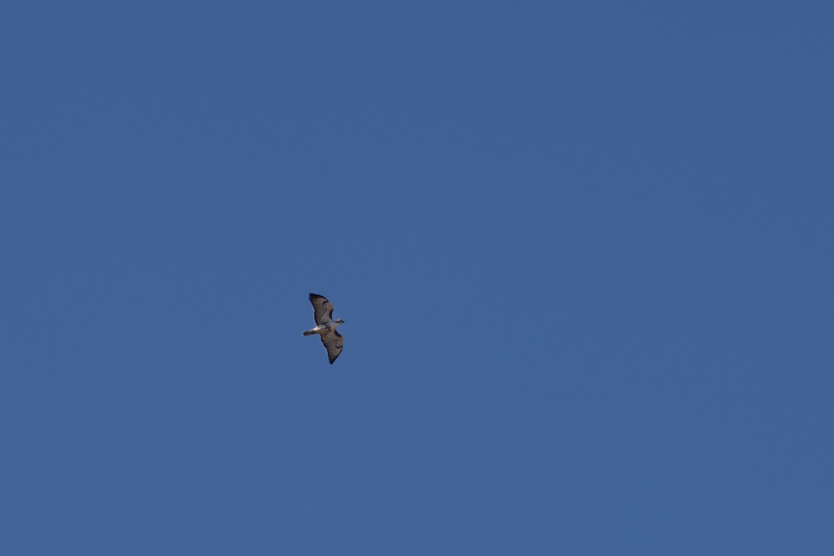 Red-tailed Hawk (Harlan's) - ML618199211
