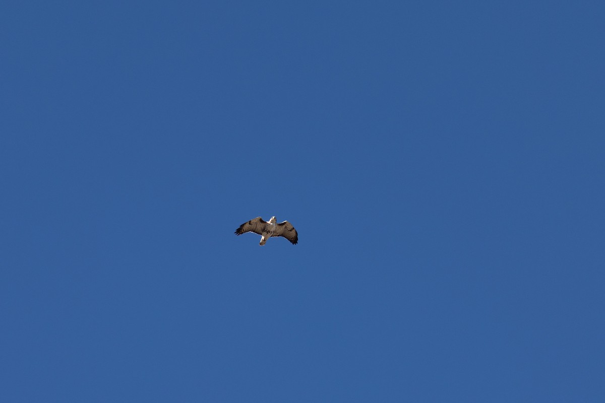 Red-tailed Hawk (Harlan's) - ML618199215