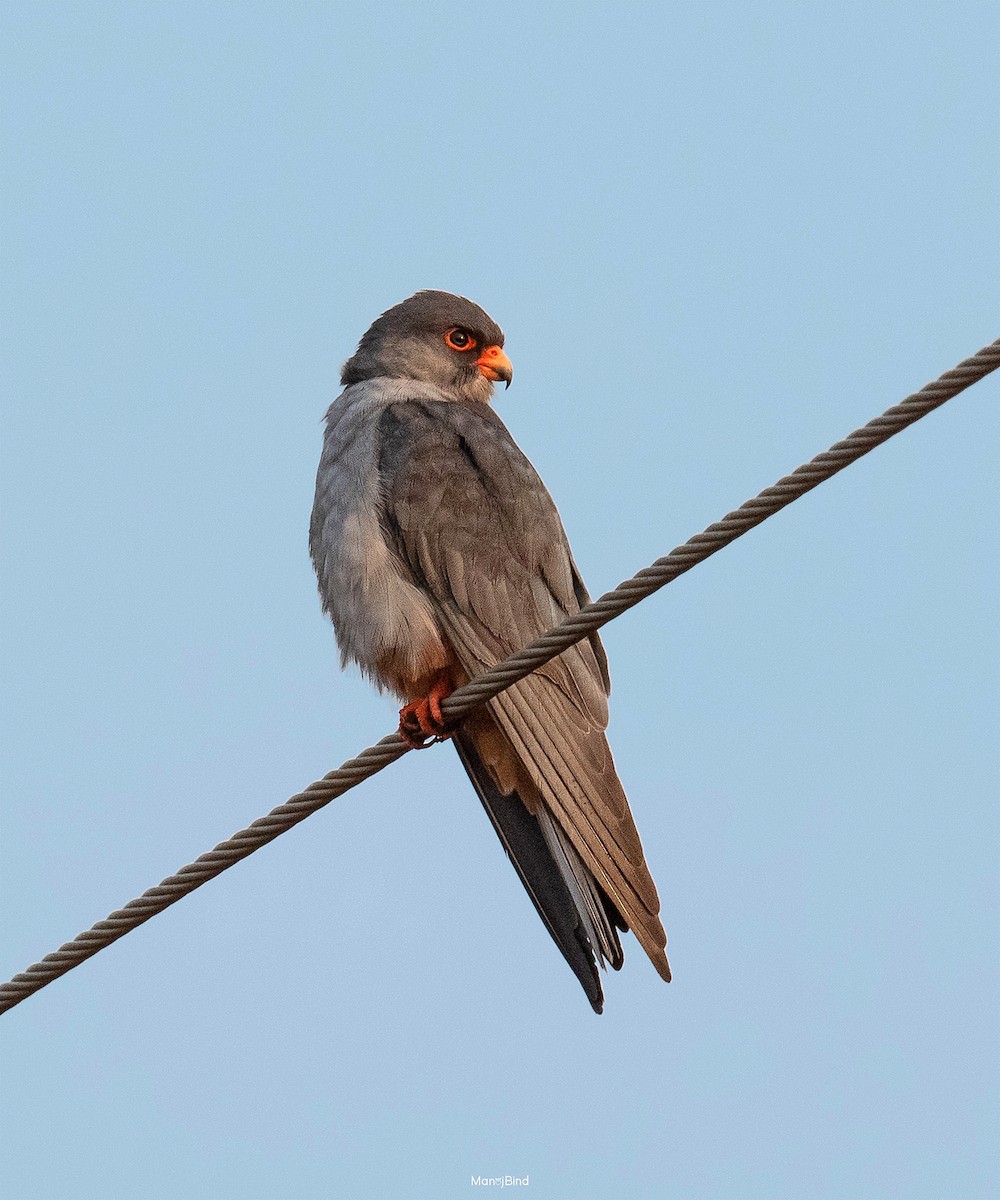 Amur Falcon - Manoj Bind