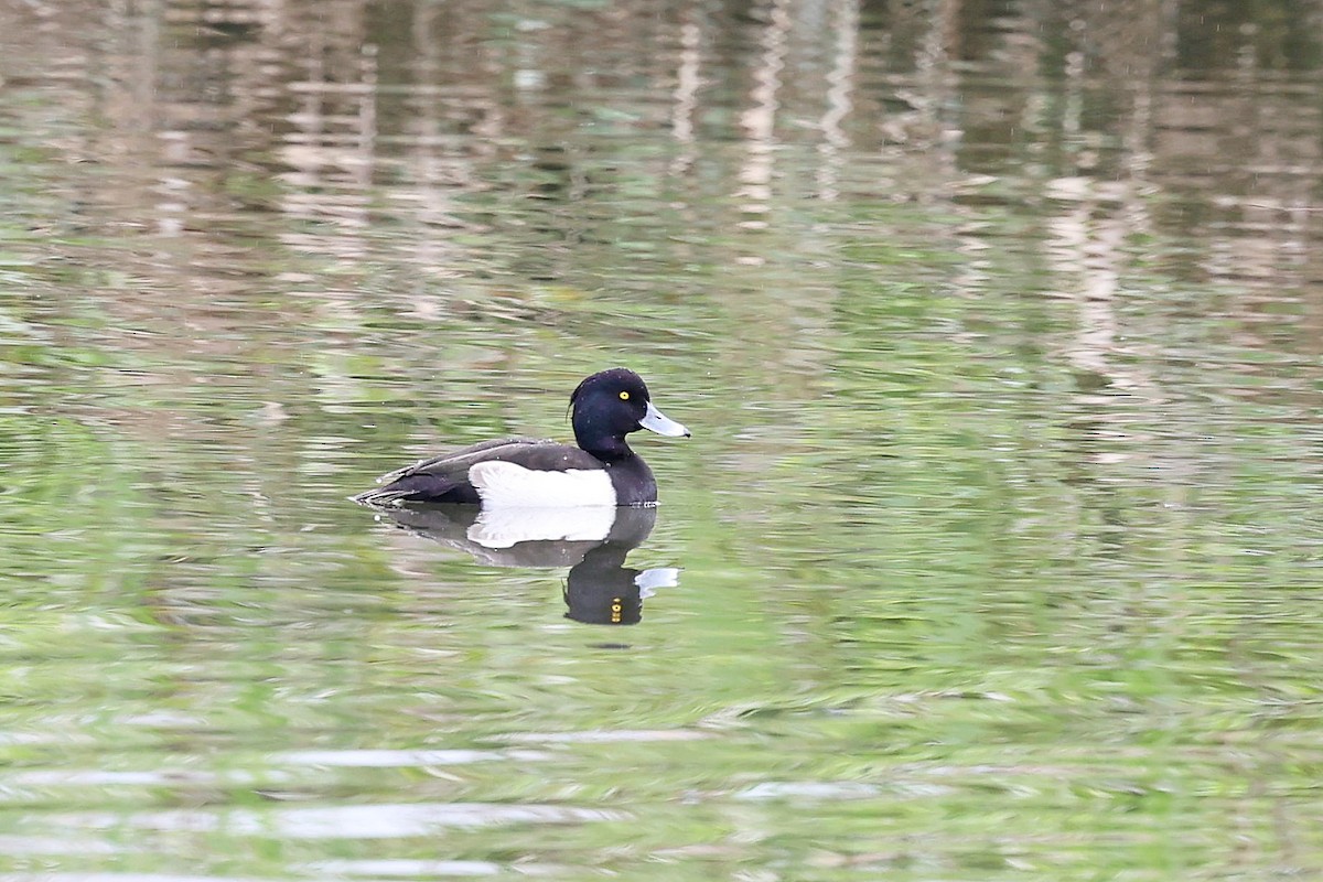 Tufted Duck - ML618199237
