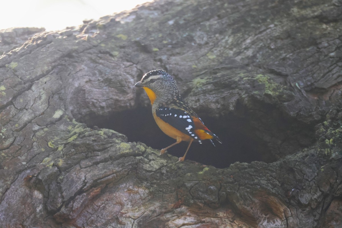 Spotted Pardalote - ML618199258