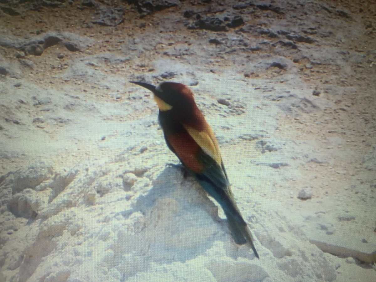 European Bee-eater - ML618199261