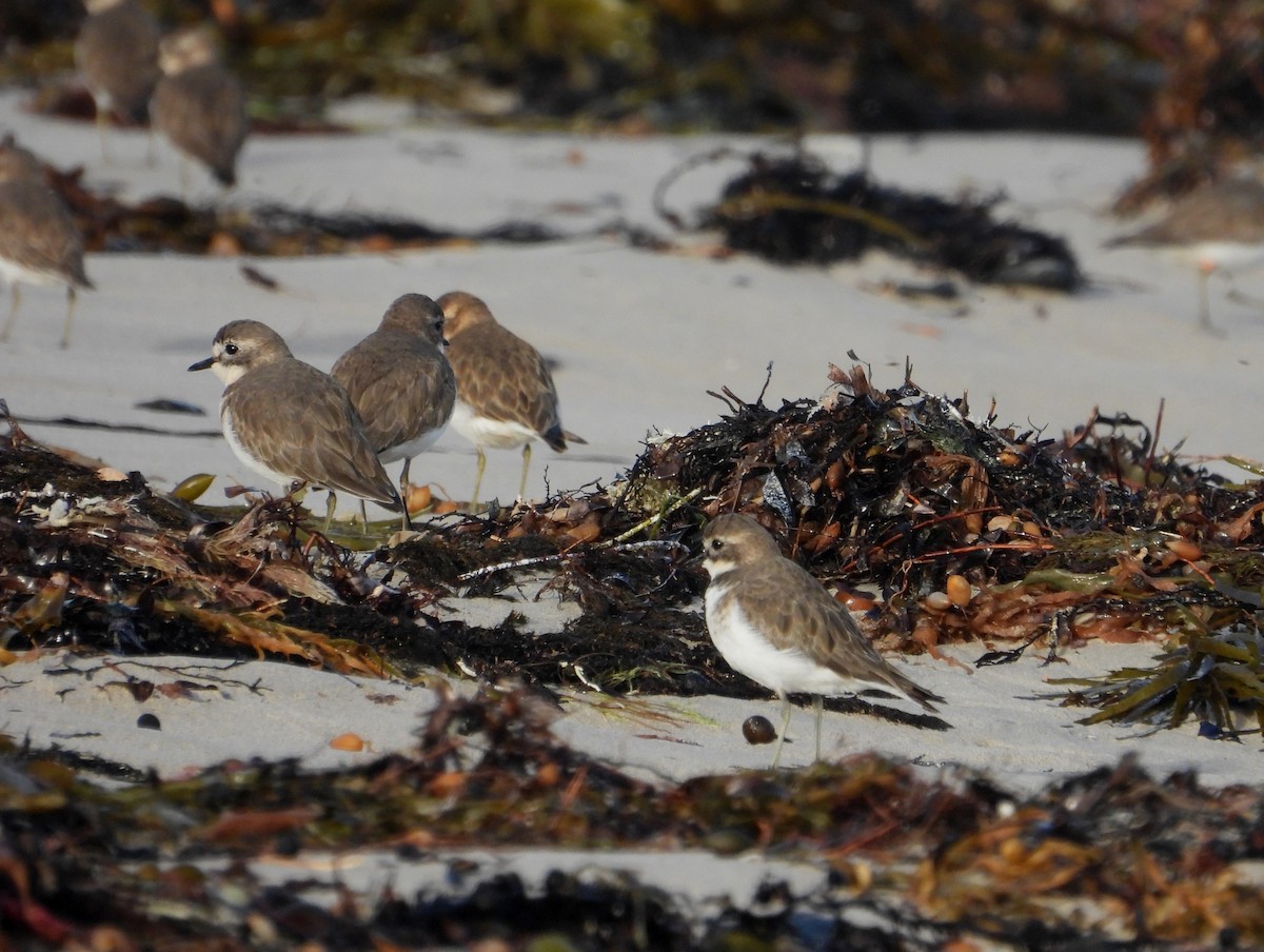Double-banded Plover - ML618199281
