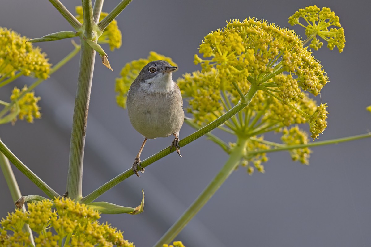 Greater Whitethroat - Marco Valentini