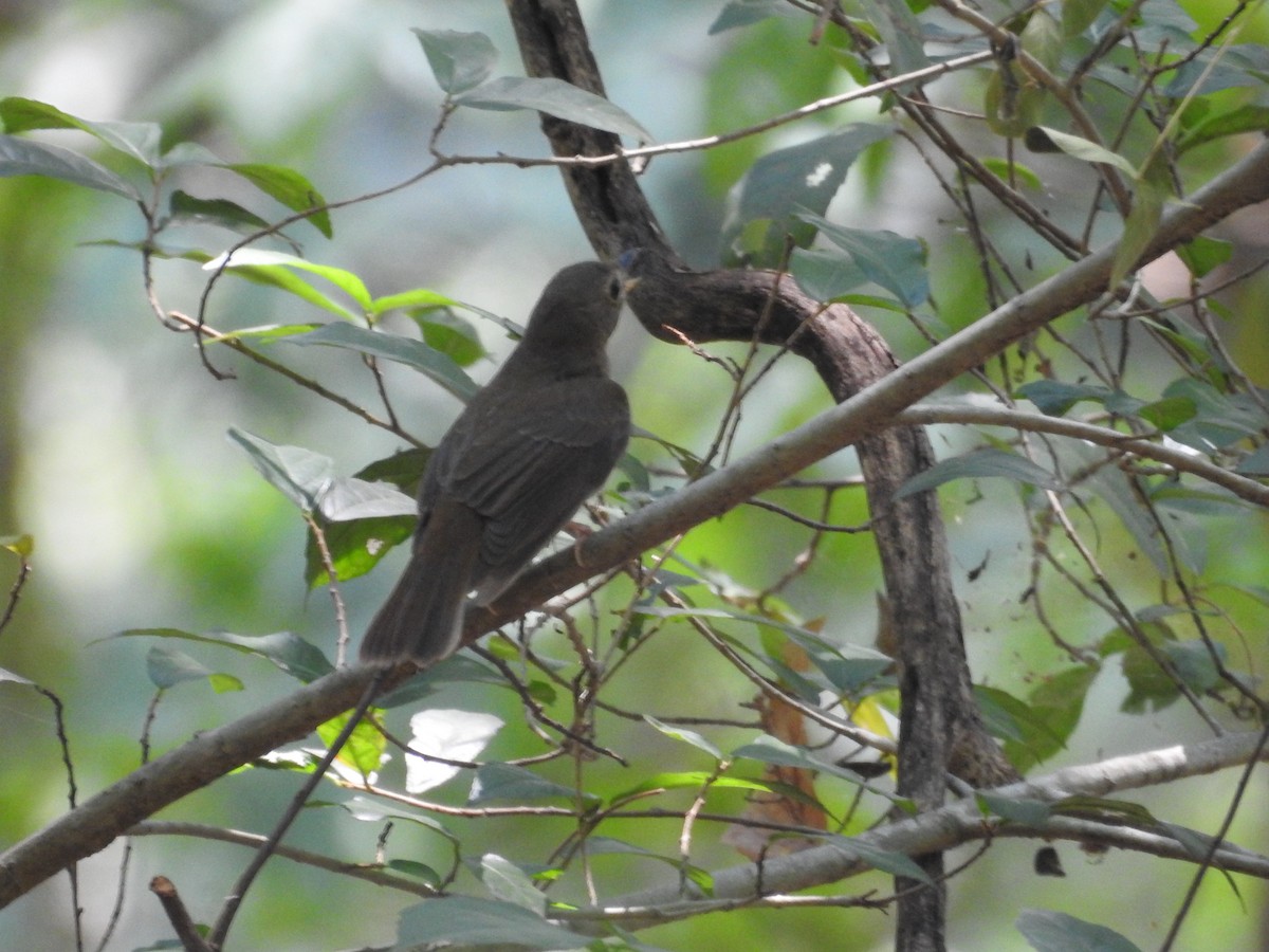 Brown-chested Jungle Flycatcher - ML618199287