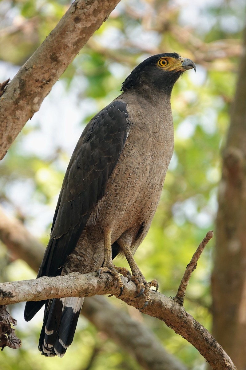 Crested Serpent-Eagle - ML618199291