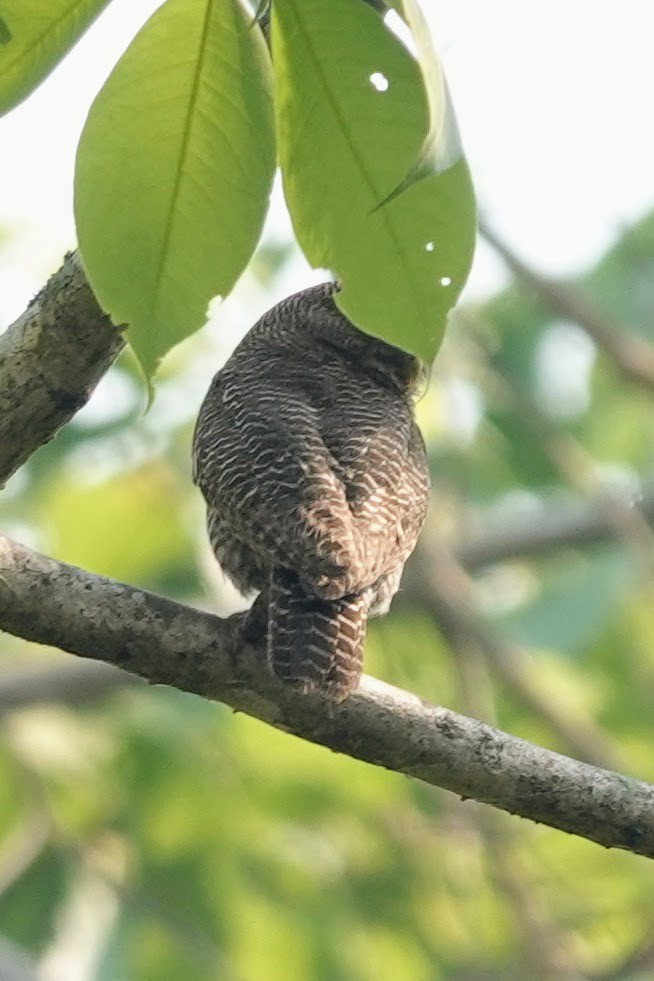 Jungle Owlet - Brecht Caers
