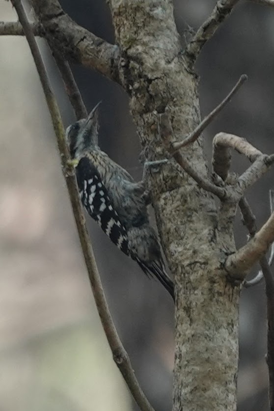 Gray-capped Pygmy Woodpecker - ML618199309