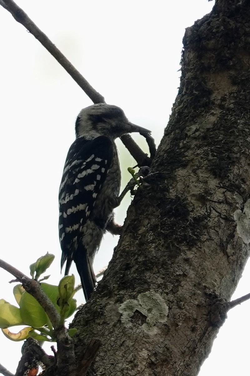 Gray-capped Pygmy Woodpecker - ML618199310