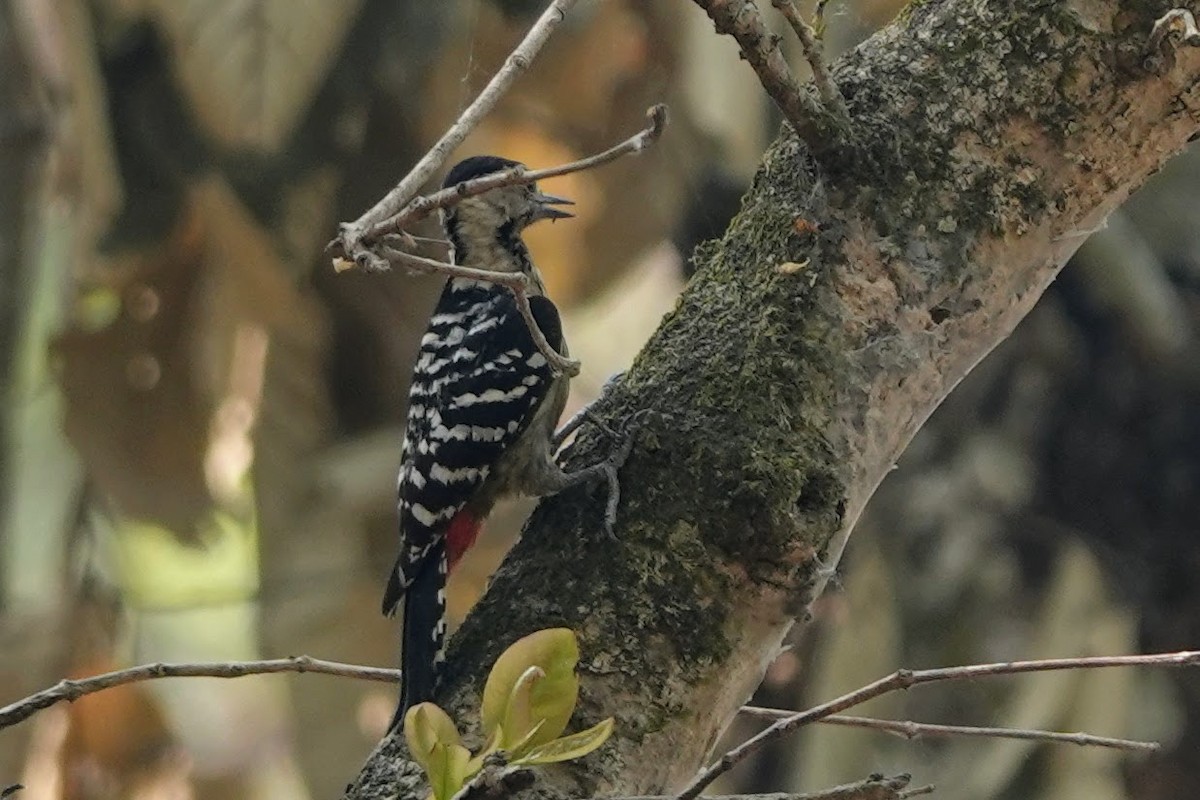 Fulvous-breasted Woodpecker - ML618199313