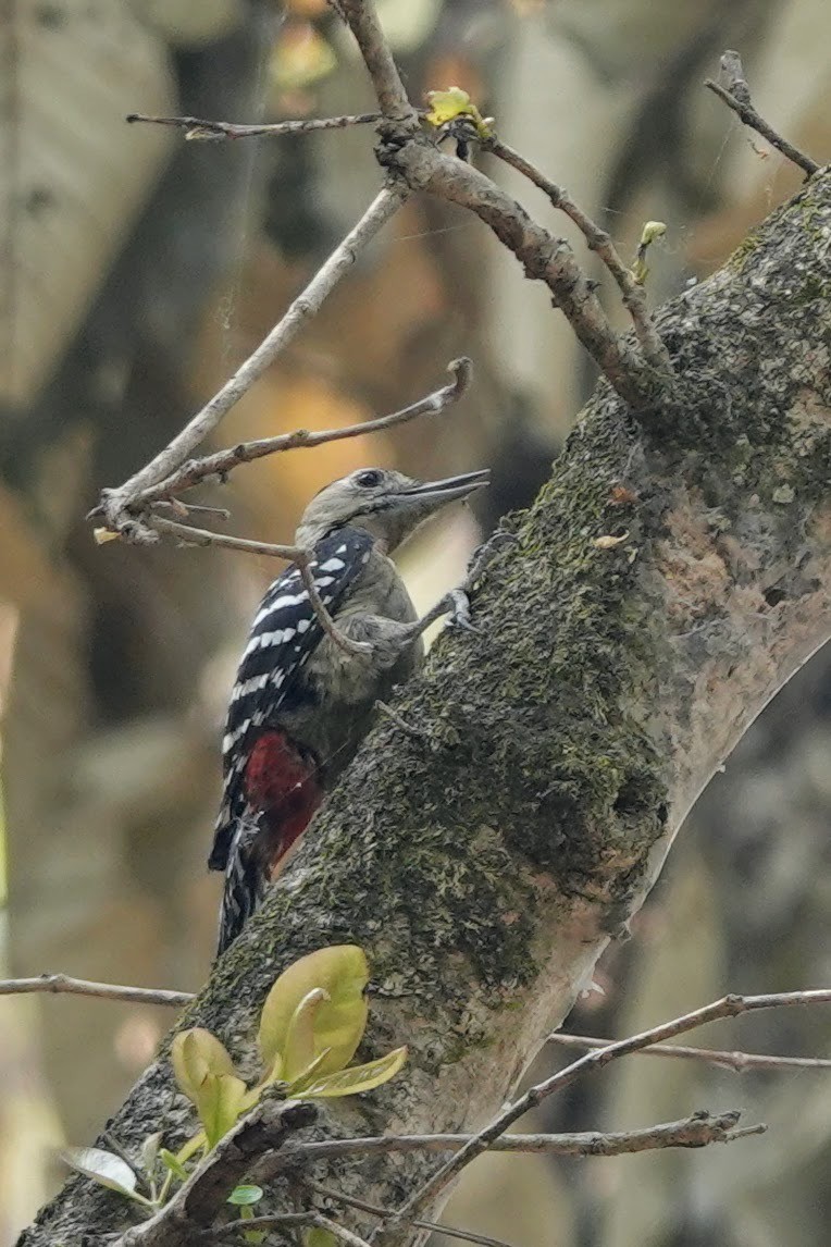 Fulvous-breasted Woodpecker - ML618199314