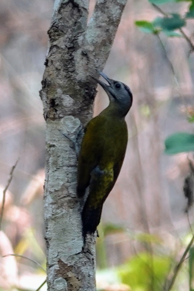 Gray-headed Woodpecker - ML618199319