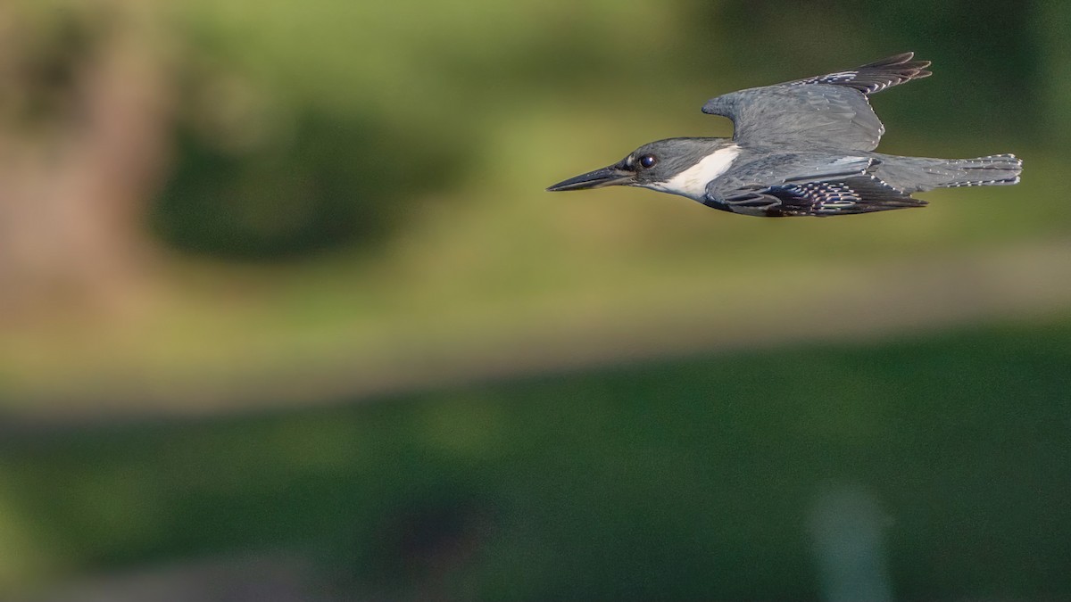Belted Kingfisher - ML618199327