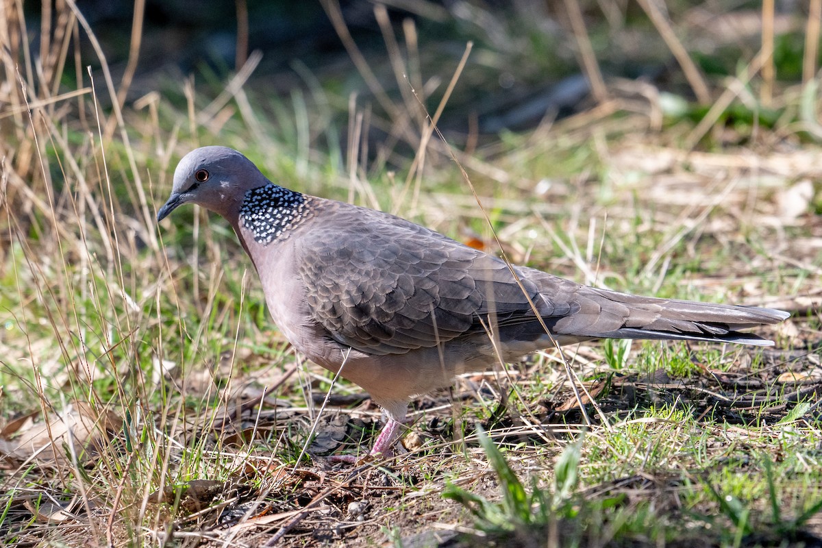 Spotted Dove - ML618199329
