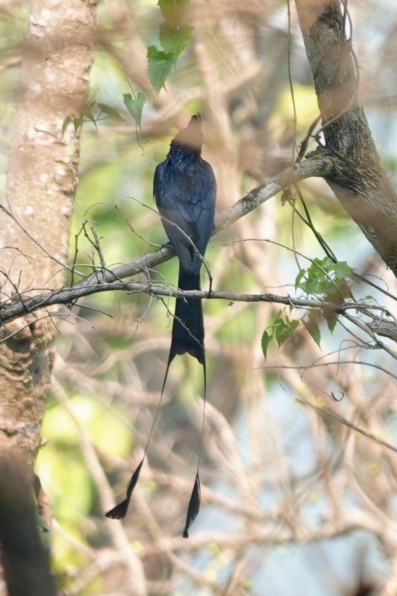 Greater Racket-tailed Drongo - Brecht Caers