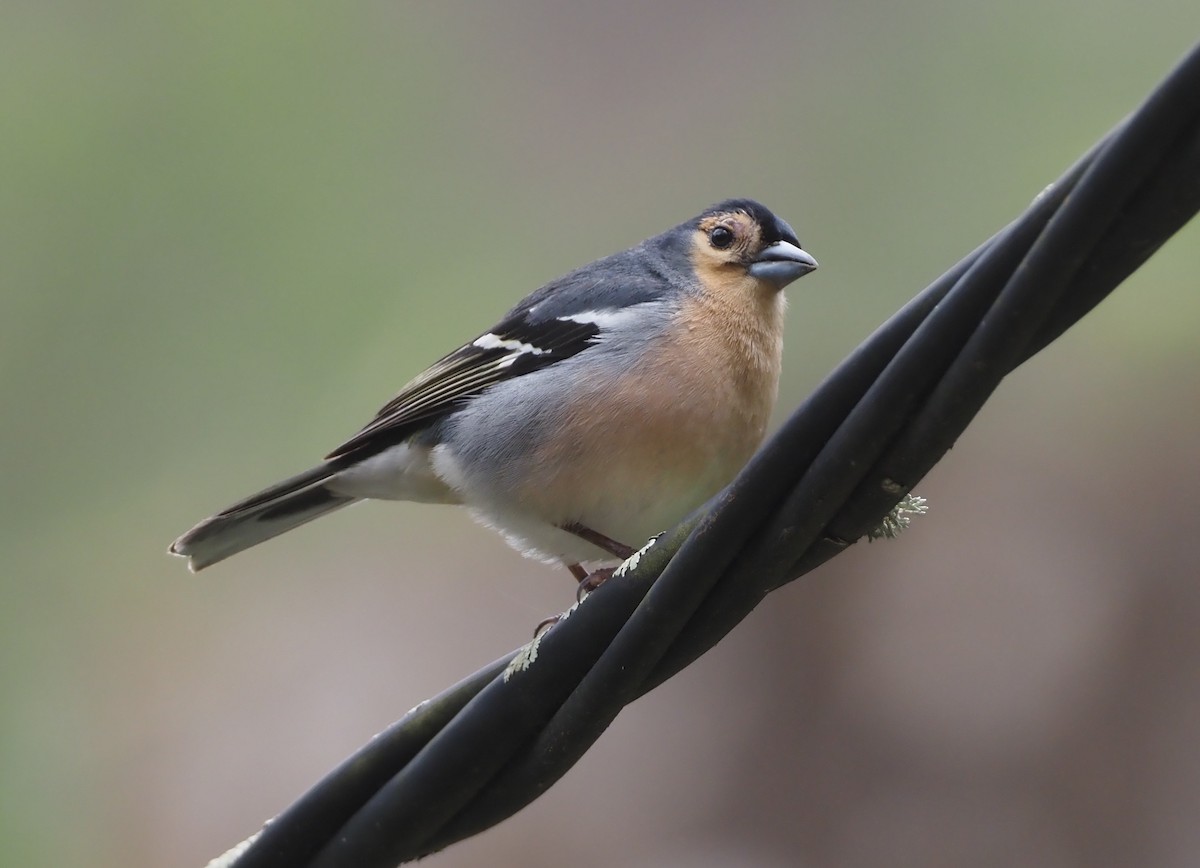 Canary Islands Chaffinch (Canary Is.) - ML618199377