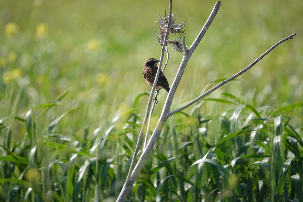 Whinchat - ML618199381