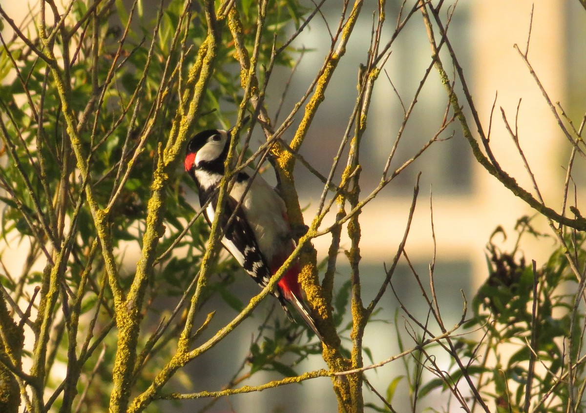 Great Spotted Woodpecker - Uma Maheswari