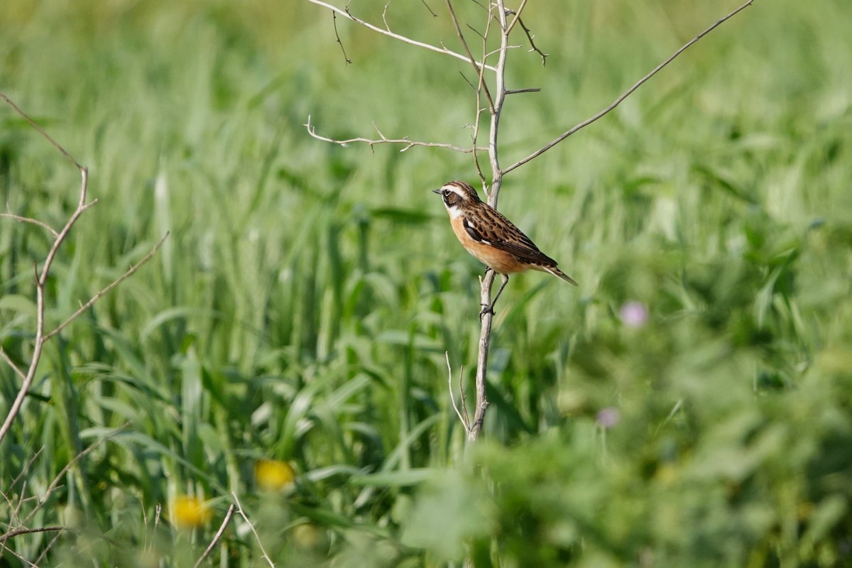 Whinchat - Laura Rollán