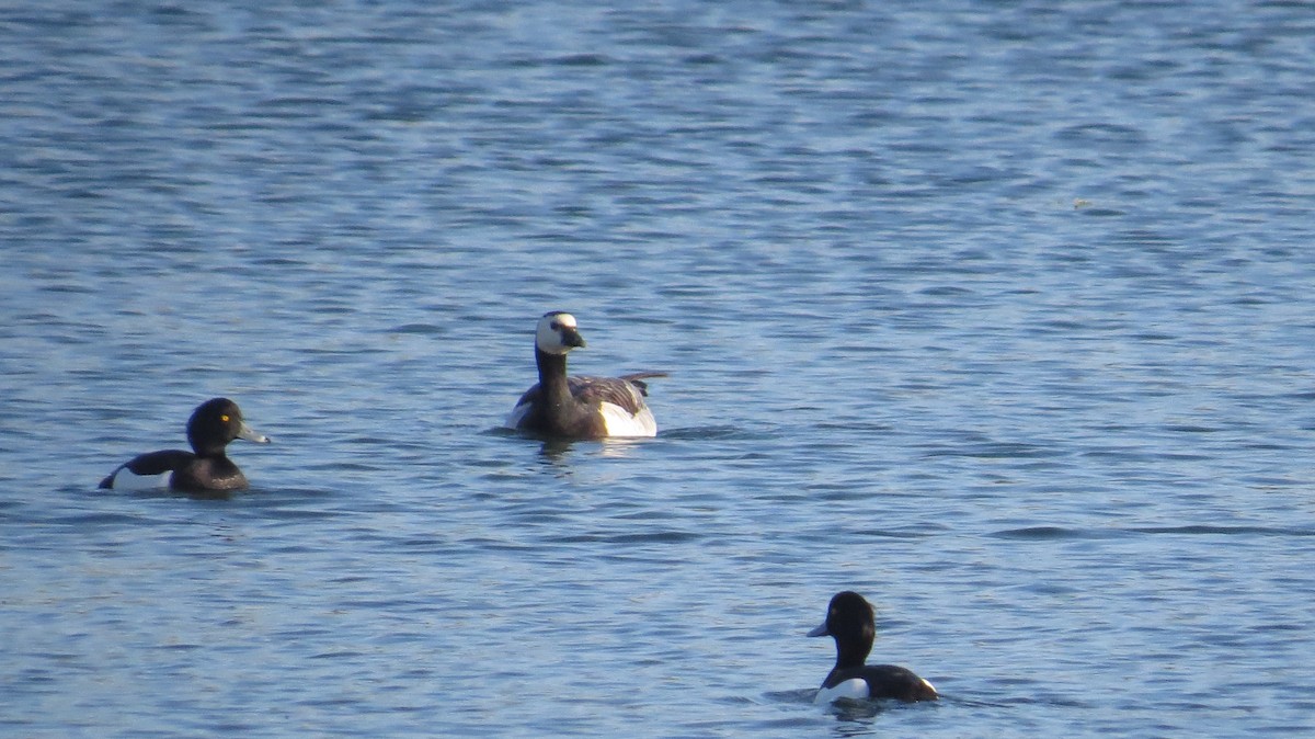 Tufted Duck - ML618199413