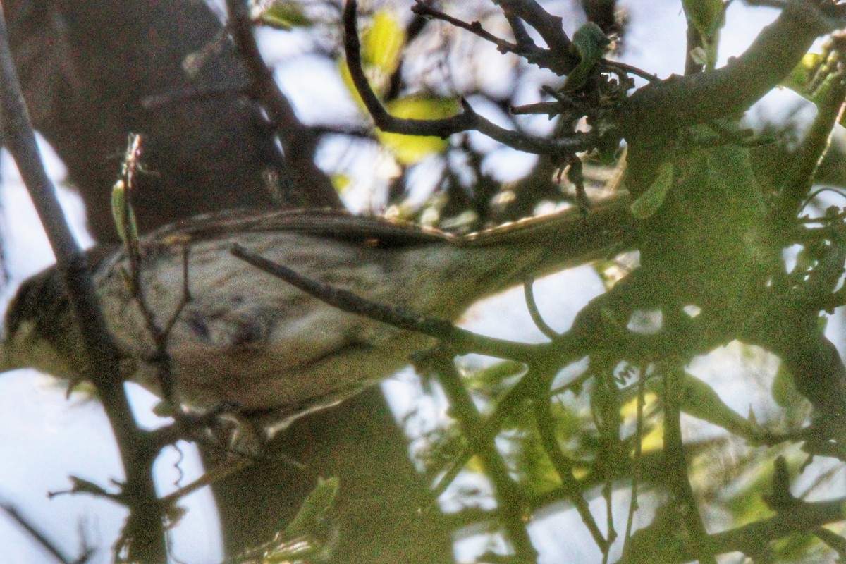 White-throated Sparrow - Karen Blocher