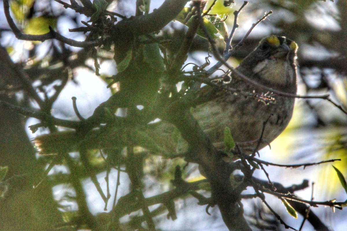 White-throated Sparrow - ML618199420