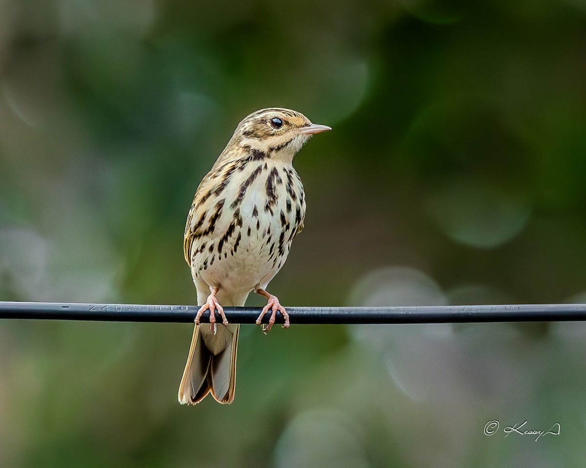 Olive-backed Pipit - ML618199430