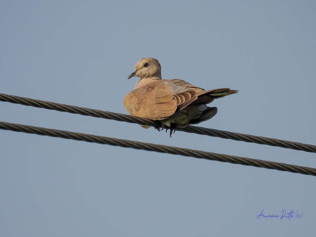 Eurasian Collared-Dove - Arunava Dutta