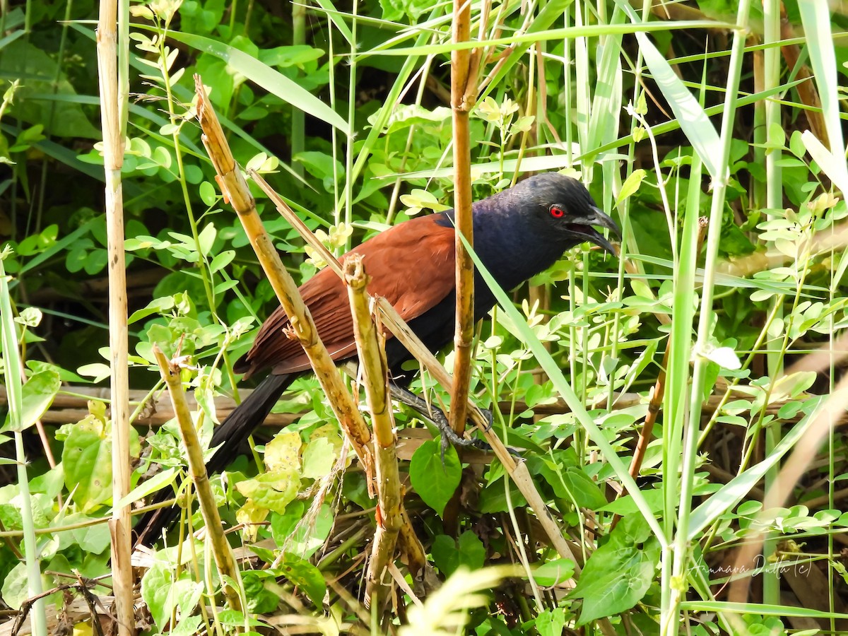 Greater Coucal - ML618199446