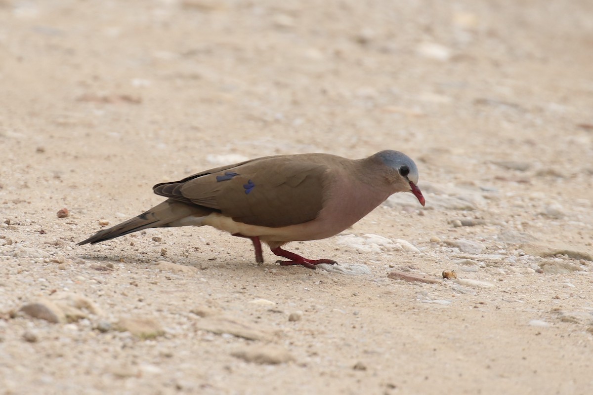 Blue-spotted Wood-Dove - ML618199455