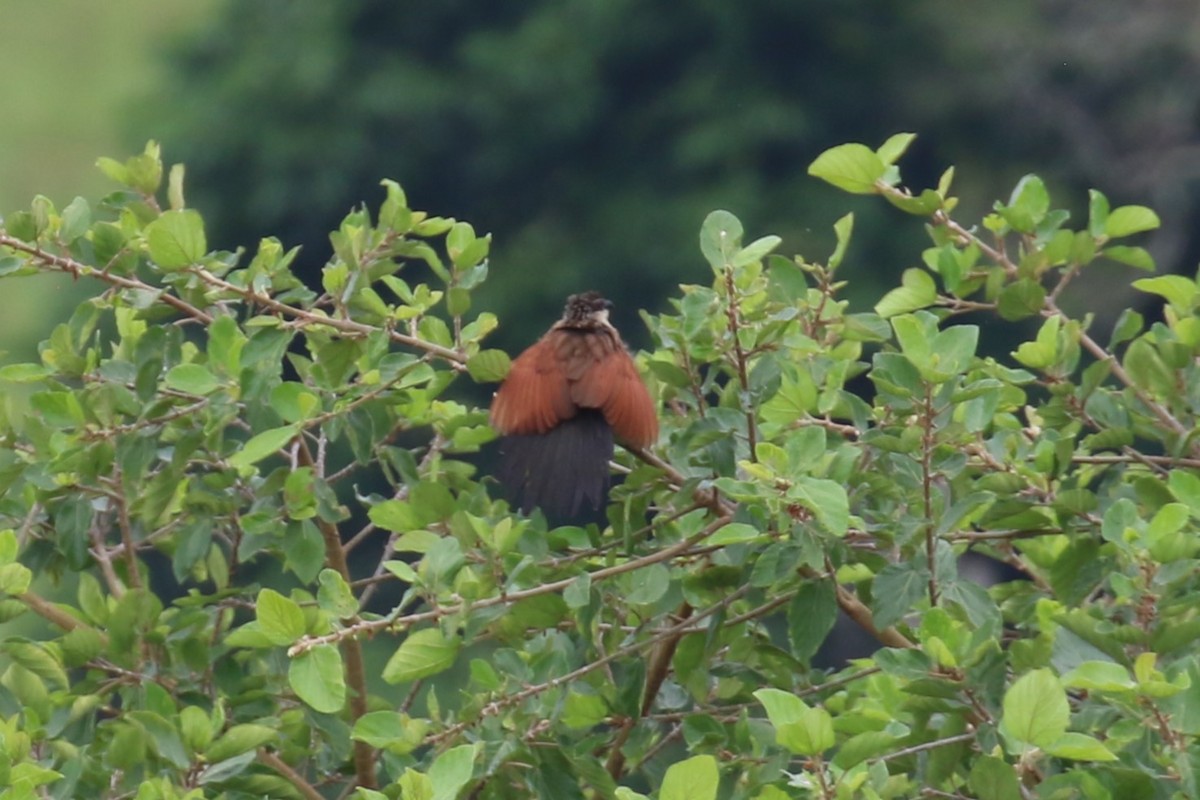 White-browed Coucal - ML618199505