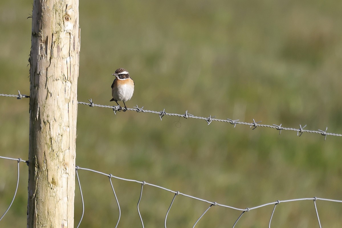 Whinchat - ML618199539